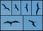 (03) montage (magnificent frigatebird).jpg    (1000x720)    178 KB                              click to see enlarged picture